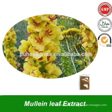 Extração de pó de extracto de folha de Mullein de Verbascum Thapsus